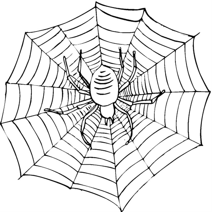 Розмальовка Павутина і павук