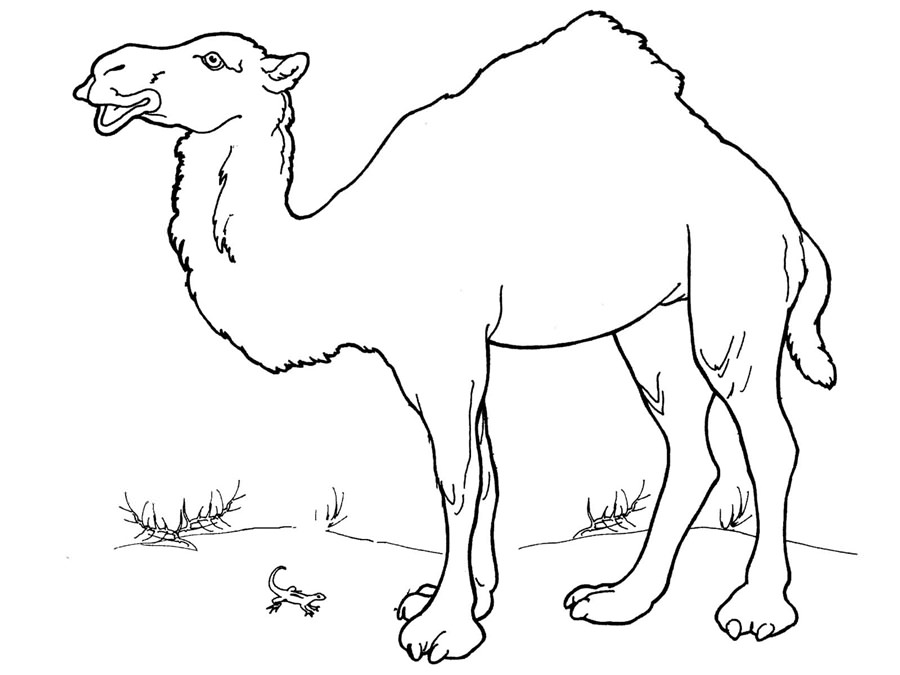 Розмальовка Верблюд