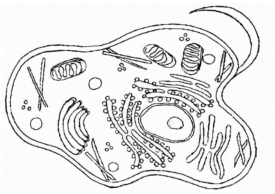 малюнок будова клітини