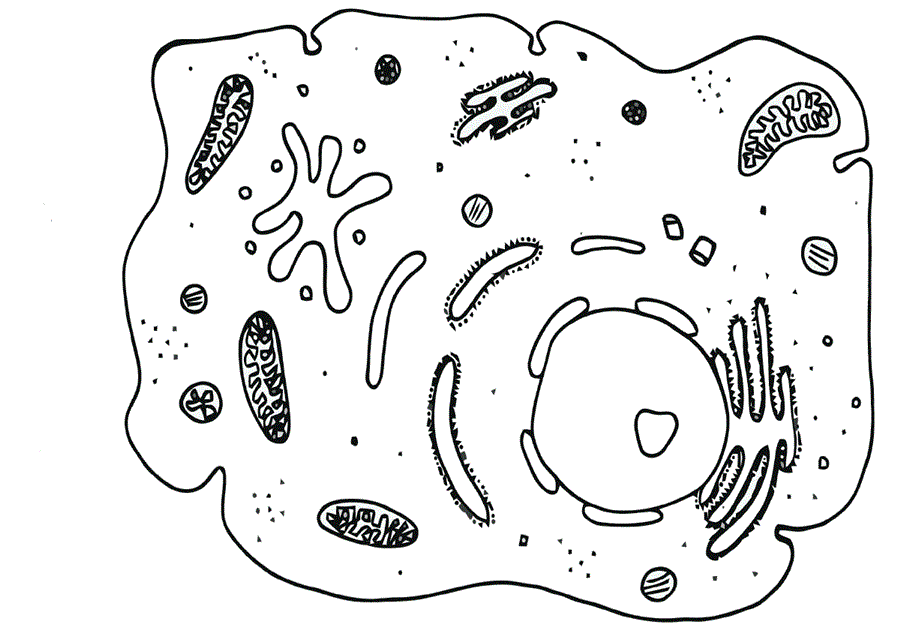 бактерія