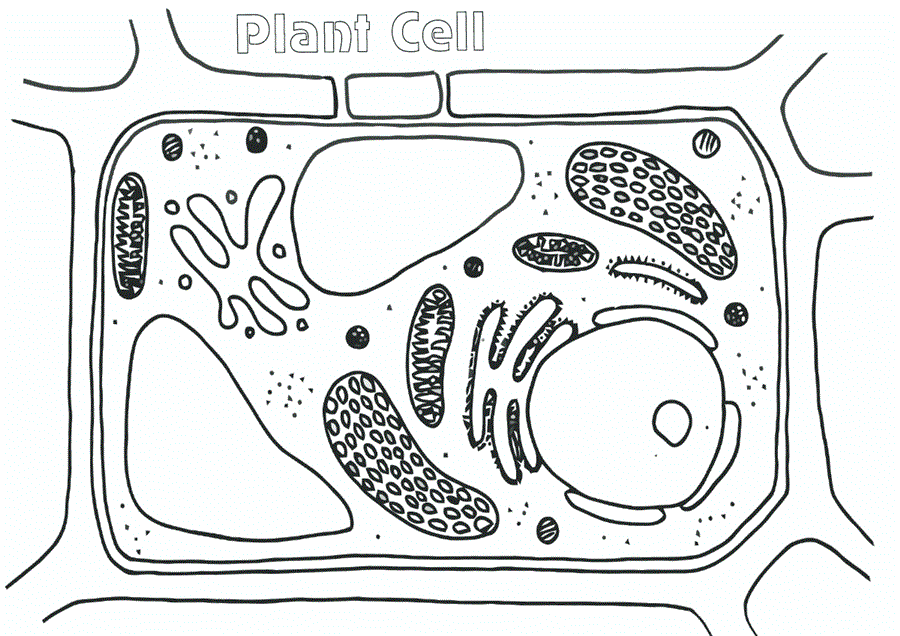картинка будова клітини
