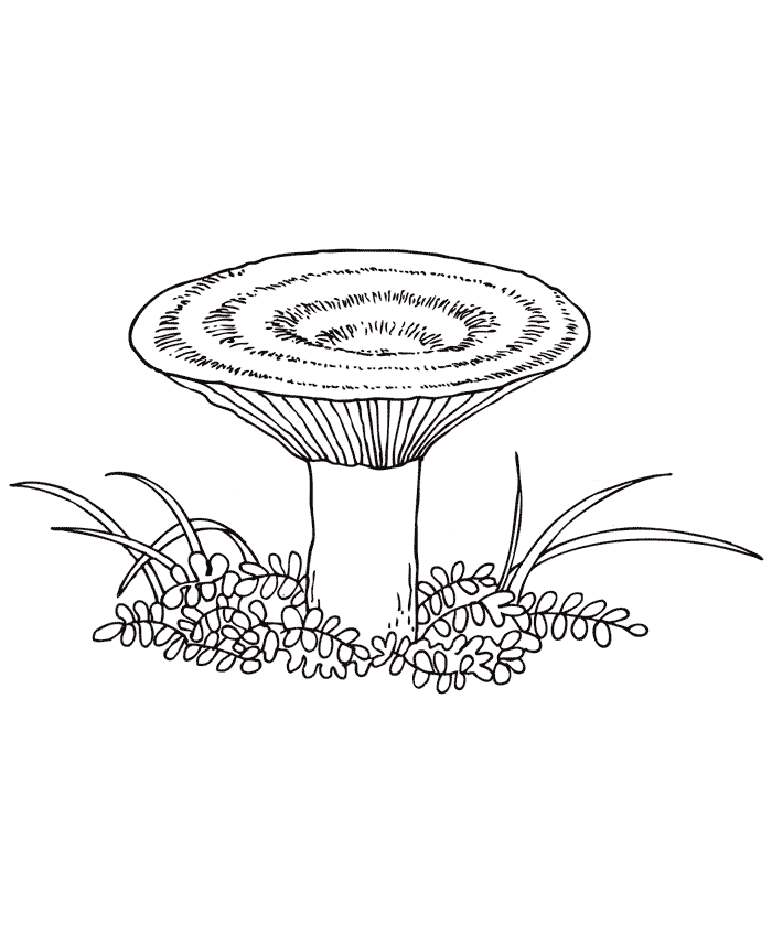 Розмальовка гриб
