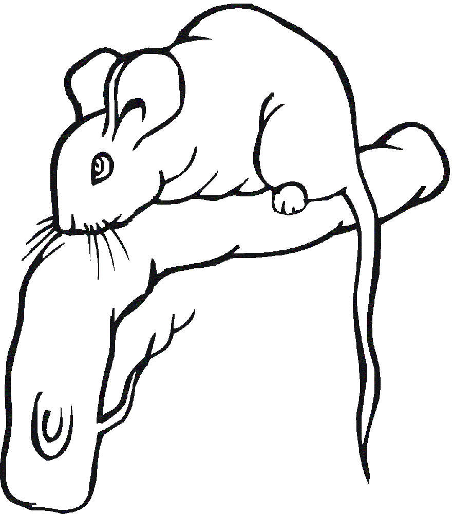 Мишка на гілочці