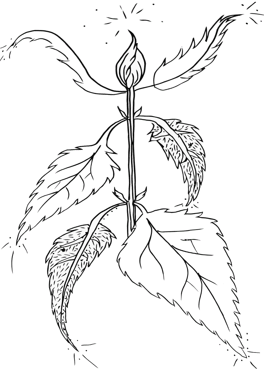 Рослина Кропива