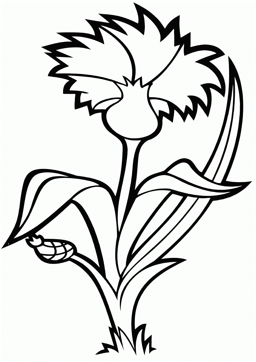 Квітка Волошка