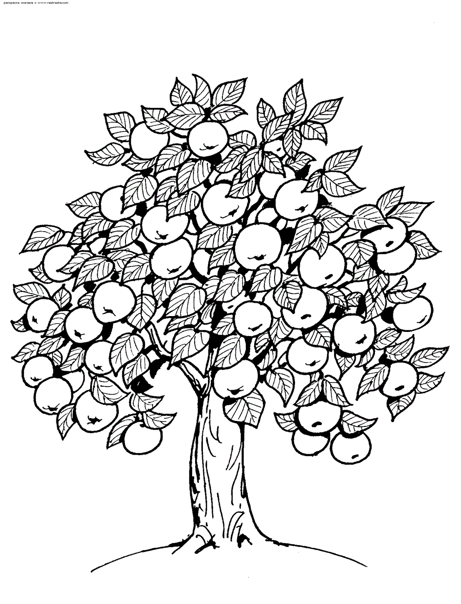 Яблуня