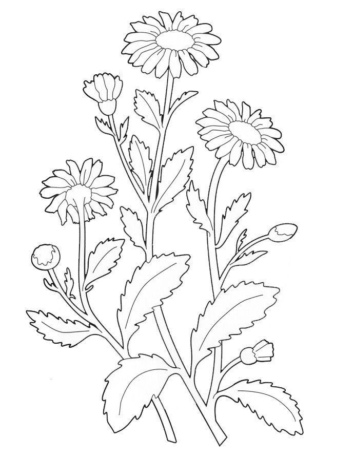 Малюнок Лікарські рослини