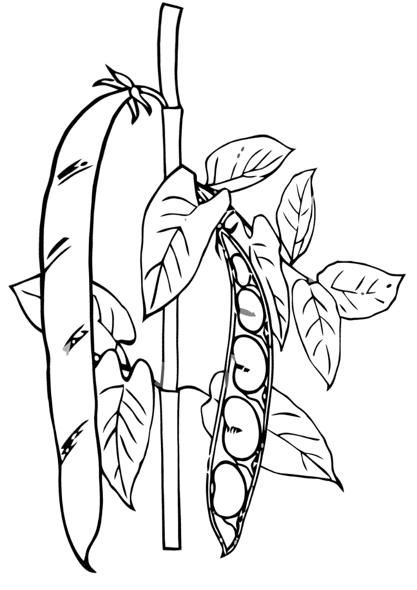 Рослина Квасоля