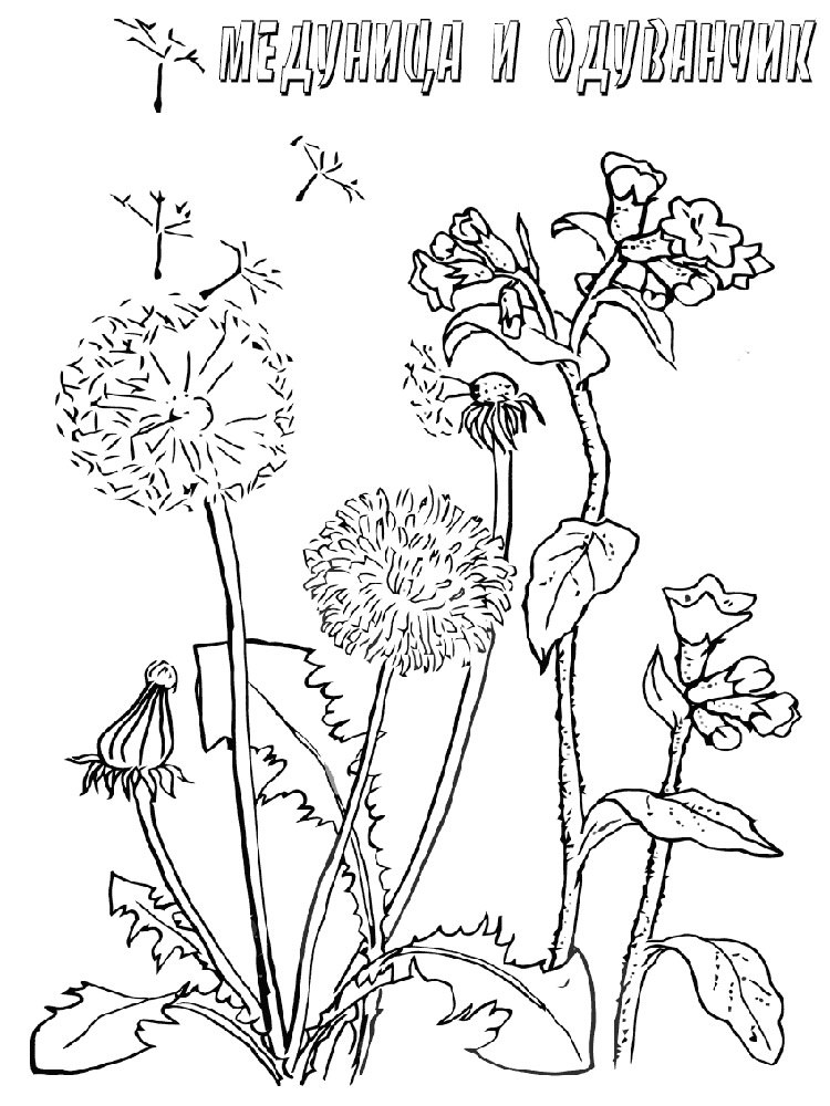 Картинка Лікарські рослини