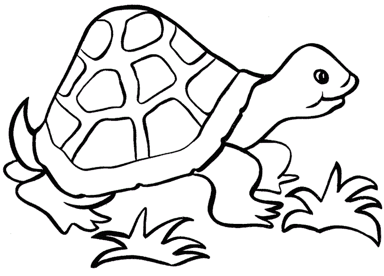 Доросла черепаха розмальовка