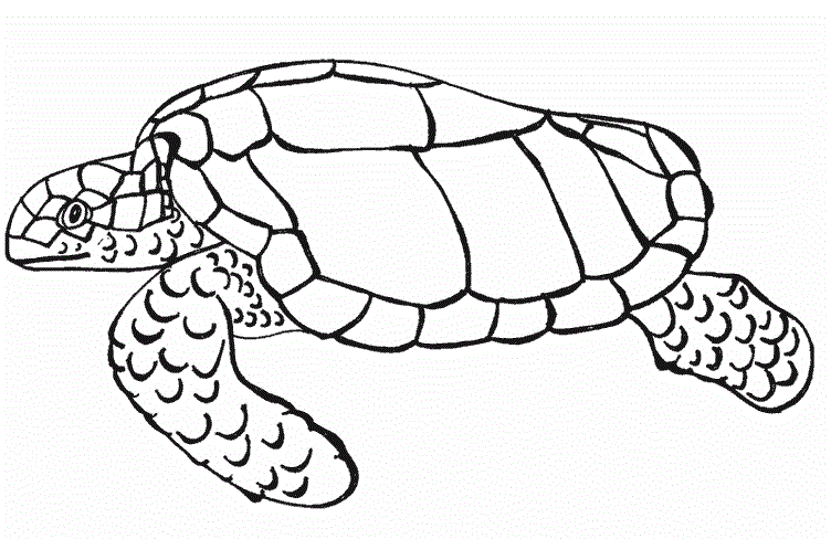 Доросла черепаха
